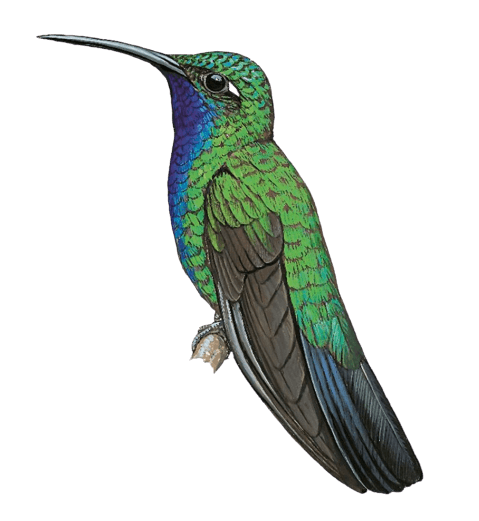 Santa Marta Sabrewing