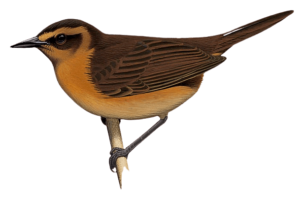 Bismarck Thicketbird