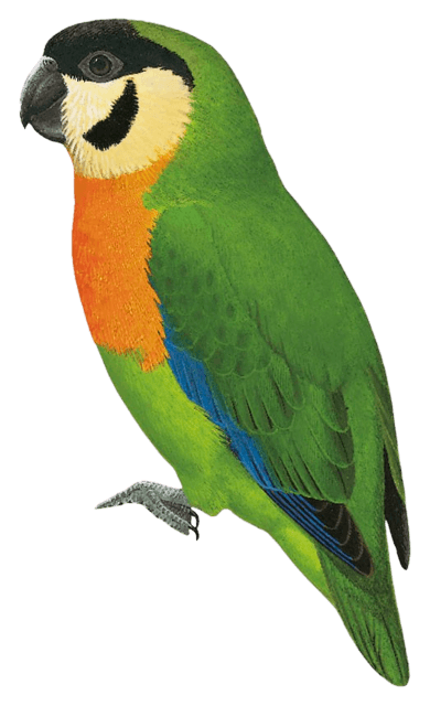 Black-fronted Fig-Parrot