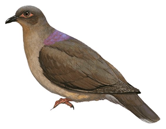 Cebu Brown-dove