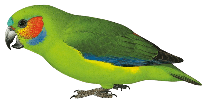 Coxen's Fig-Parrot