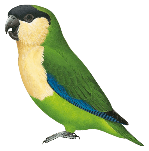 Creamy-breasted Fig-Parrot
