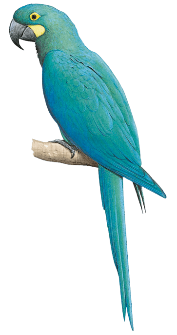 Glaucous Macaw