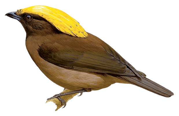 Golden-fronted Bowerbird