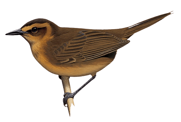 Guadalcanal Thicketbird