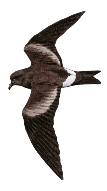 Guadalupe Storm-Petrel