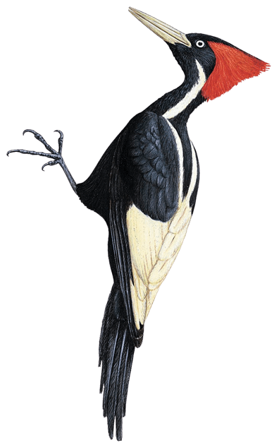 Ivory-billed Woodpecker