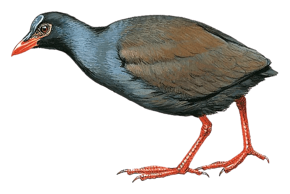 Makira Moorhen