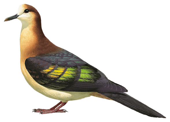 New Britain Bronzewing