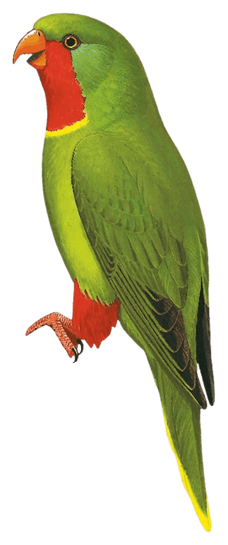 Red-throated Lorikeet