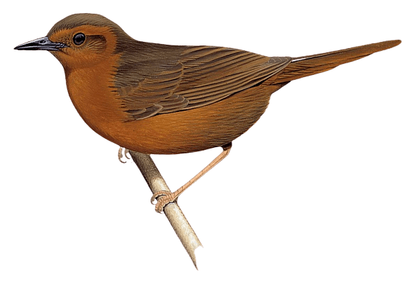 Rusty Thicketbird