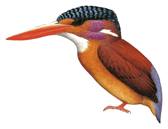Sangihe Dwarf-Kingfisher