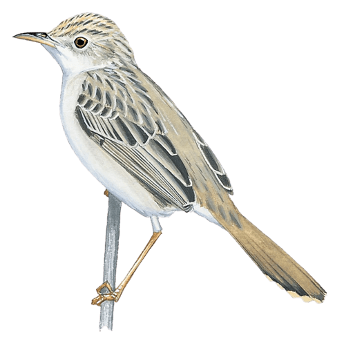 Tana River Cisticola