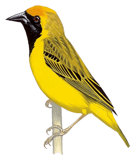Katanga Masked Weaver (Upemba)