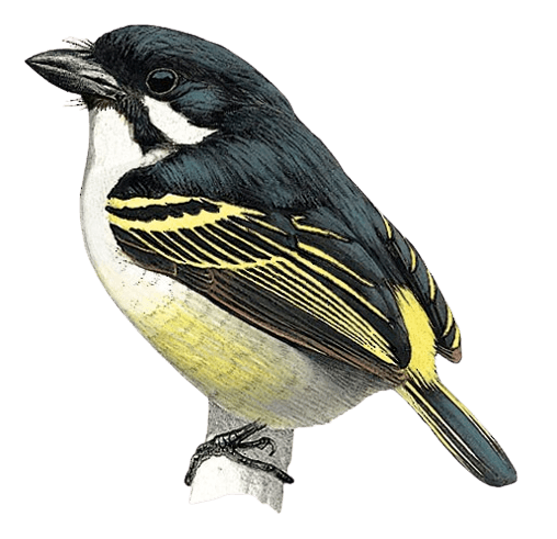 Yellow-rumped Tinkerbird (White-chested)