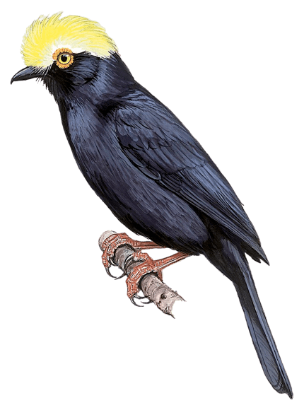 Yellow-crested Helmetshrike