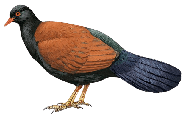 Black-naped Pheasant-pigeon