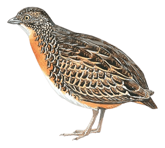 Luzon Buttonquail